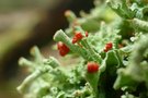 Cladonia