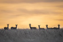 Morgens bei der Hunderunde