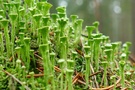 Ein Wald von Cladonia
