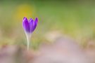 Krokus im Frühlingslicht