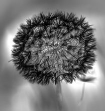Pusteblume mal anders