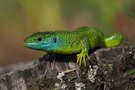 Smaragdeidechse...