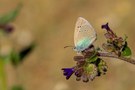 Der Alexis-Bläuling...