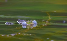 Brautwerbung der Grasfrösche