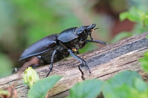 Hirschkäferdame