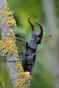 Hirschkäfermännchen