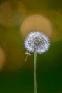 Pusteblume mit Fallschirm ...