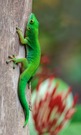 Der Seychellen-Taggecko