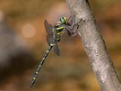 Zweigestreifte Quelljungfer