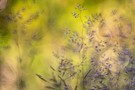 Gräser im Abendlicht (Altglas)