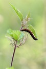 Die Raupen vom Tagpfauenauge