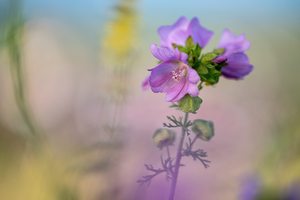 ... ein Blick in die Sommerwiese