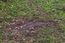 Damhirsch-Brunftkuhle