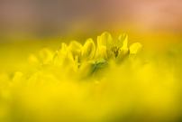 Ein Hauch von Frühling