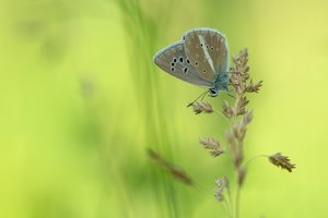 ... frisch geschlüpft