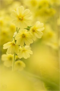 Gelb in gelbem Blumenmeer