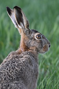 Hase mit Zecke im Nacken