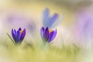 noch mal Krokus