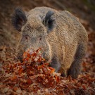 Eine muss ja das Laub wegräumen ...