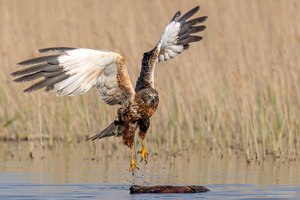 Abflug der Rohrweihe