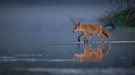 Fuchs über dem Wasser