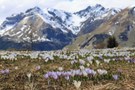 Bergfrühling
