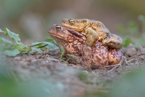 Erdkröten - Amplexus