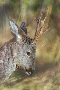 "...Hier bin ich der Boss..."