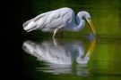 Silberreiher  bei morgendlichem Beutefang