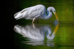 Silberreiher  bei morgendlichem Beutefang
