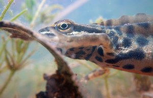 Teichmolch Männchen