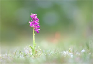 *Kleines Knabenkraut_3*