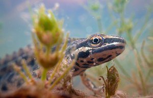 Teichmolch Männchen