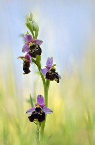 Hummel- Ragwurz ...,