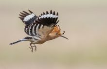 Vorbeiflug mit Lockruf