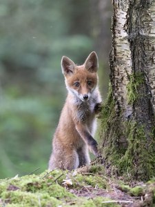 Wo sind sie geblieben?