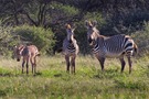 Bergzebra