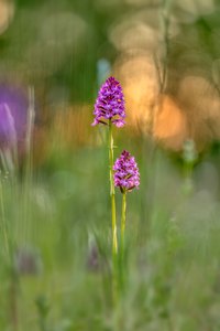 Die Pyramiden-Orchis ...