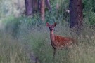 Zum Sonnenaufgang im Hirschrevier