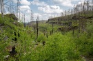 Drei Jahre nach dem Waldbrand