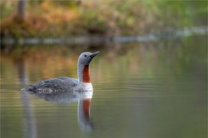 Sterntaucher (Gavia stellata)