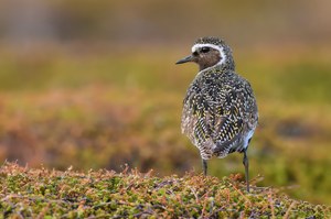 Ein Foto-Traum wurde wahr