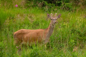 "Du kannst mich gar nicht sehen, ich bin gut versteckt!"