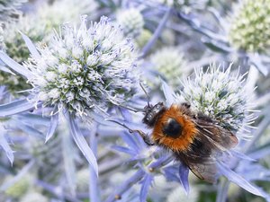 " Wanderhummel mit Rucksack"  ...
