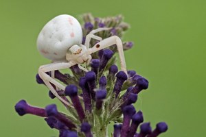 Krabbenspinne auf der Lauer