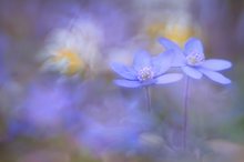 Hepatica mit Trioplan🫆