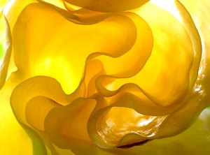 ... art by nature ...