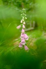 Digitalis