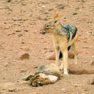 Der Vorrat reicht wohl...