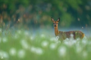 Frühsommer-Vibes...